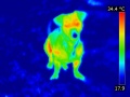 120px-Chien-dog-thermographie-infrared.jpg