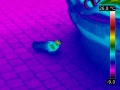 120px-Pigeon-thermographie.jpg