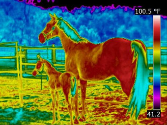 Thermographie animale infrarouge d'une jument et de son poulain