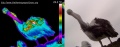 120px-Pelican-thermographie.jpg
