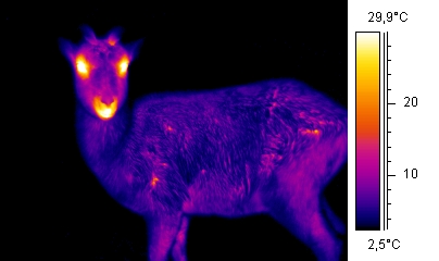 thermographie d'un cerf au repos