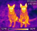 120px-German Shepherd thermal image.jpg