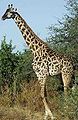 78px-Giraffe.jpg