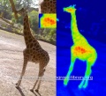 120px-Girafe-thermographie-tache.jpg