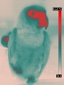90px-Thermographie parrot.jpg