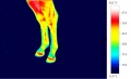 120px-Jambe-cheval-thermographie.jpg