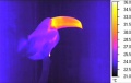 120px-Toucan-thermographie-image-infrarouge.jpg
