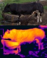 96px-Thermography bull double.jpg