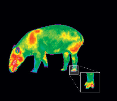 Image thermique d'un tapir au jardin zoologique de Nuremberg, Allemagne. Source:http://tiergarten.nuernberg.de/v04/Animal-Medicine.94.0.html?&L=1