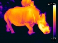 120px-Infrarood thermografie neushoorns.jpg