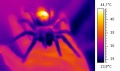 120px-Spider thermography.jpg