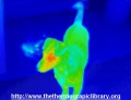 120px-Dog-thermography-mid-green.jpg