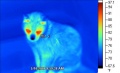 120px-Thermographic vision cat.jpg