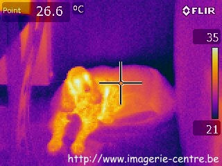 Thermographie d'un chien couché