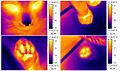 120px-Cold nose, warm touch - Thermography of Cat.jpg