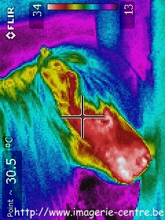Thermographie infrarouge de la tête d'un poney, animal