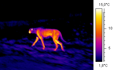 Image thermique d'un léopard par Arno / Coen