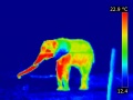 120px-Elephant-thermographie-infrarouge.jpg
