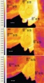 63px-Lactation-mamelles-chamelle-thermographie.jpg