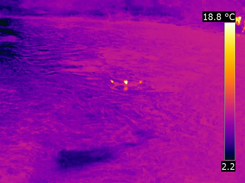 Image thermographique d'une personne dans l'eau d'une rivière