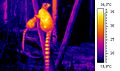 120px-Thermographic image of ringtailed lemur.jpg