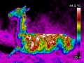 120px-Lama-thermographie-infrarouge.jpg
