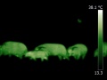 120px-Potamocheroerus-imagerie-infrarouge.jpg