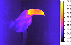 Imagerie infrarouge d'un toucan