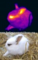 77px-Lapereau-thermographie-animale.jpg