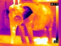 120px-Elephant-vue-thermographie.jpg