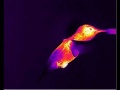120px-Oiseau-mouche-thermographie-infrarouge.jpg