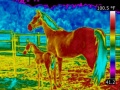 120px-Horse animal infrared thermography.jpg