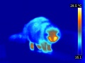 Chat-thermographie-infrarouge.jpg