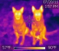 German Shepherd thermal image.jpg