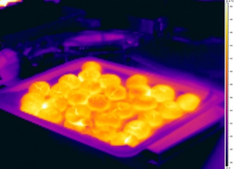 Biscuits thermographiés pendant leur refroidisssement