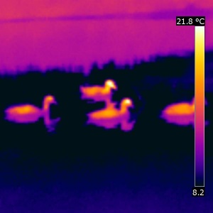 Thermographie de quatre canards sur l'eau