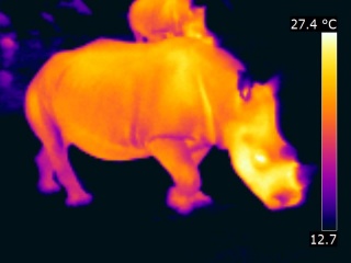 Animal au corps vu en thermographie: le rhinocéros