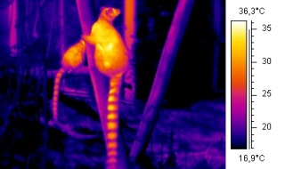 Thermographie de lémurs cata, source: http://www.worldofwarmth.com/, Arno/coen
