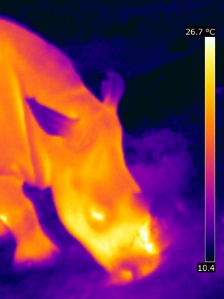 Thermographie de la tête d'un rhinocéros.