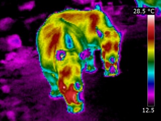 Vue en thermographie animalière de deux rhinocéros