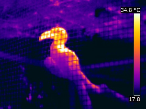 Thermographie d'un toucan, oiseau