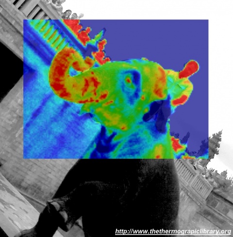 Vue thermique infrarouge rapprochée d'un éléphant monté
