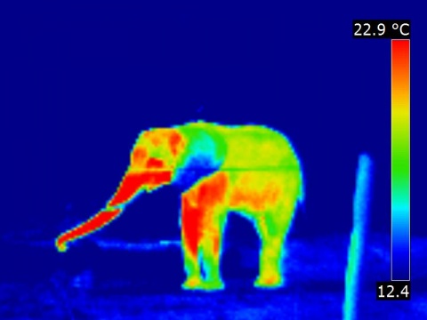 Vue en thermographie lointaine d'un éléphant